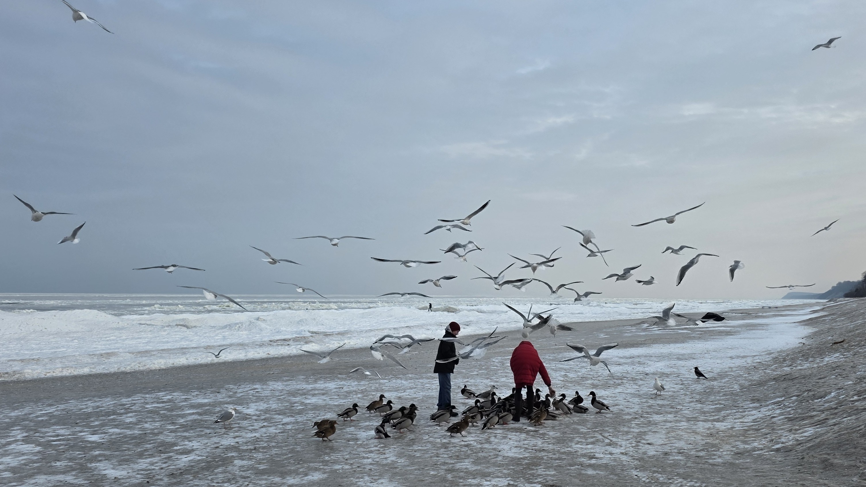 Möwen und Enten am Winterstrand in Kölpinsee mit Blick auf die Ostsee