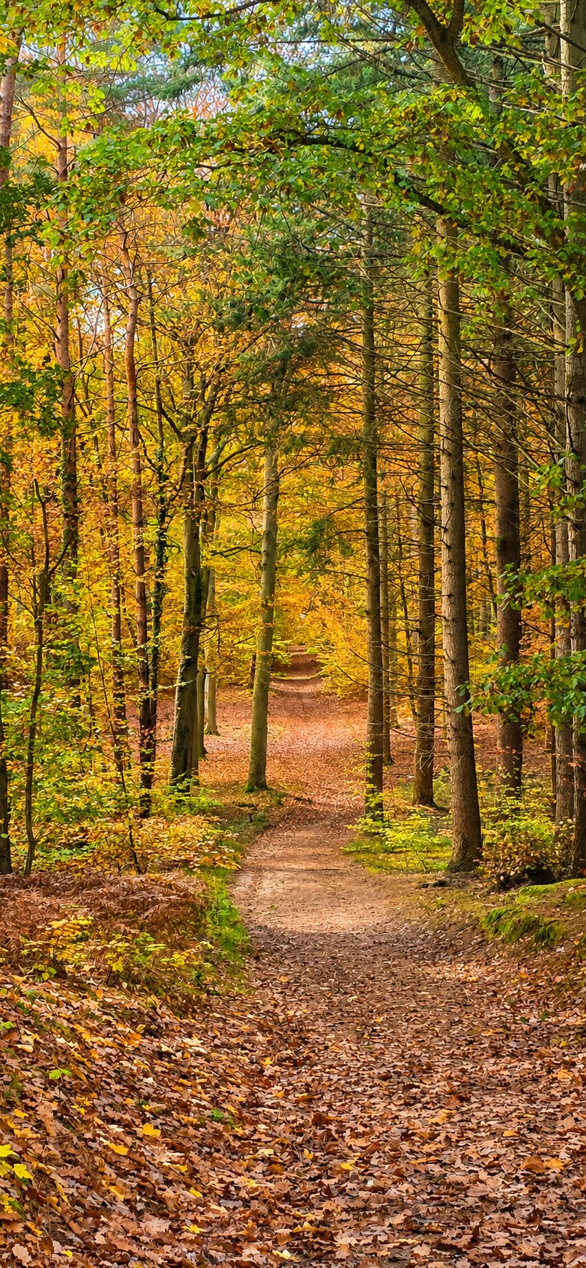 Herbstlicher Weg durch den Küstenwald bei Kölpinsee mit Laub und hohen Bäumen