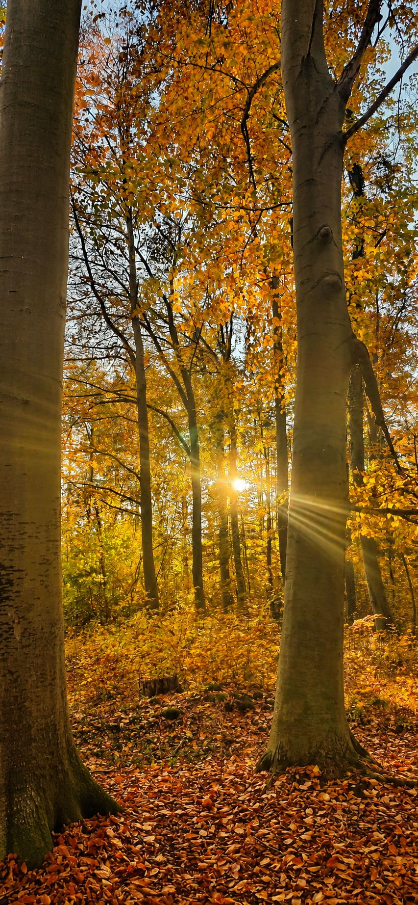 Küstenwald nahe Kölpinsee mit schmalem Weg zwischen hohen Bäumen