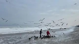 Kölpinsee Winterstrand Möwen und Enten