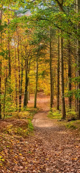 Kölpinsee Küstenwald im Herbst
