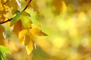 Herbstzauber 2026