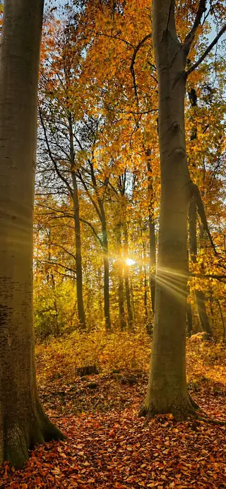 Küstenwald bei Kölpinsee